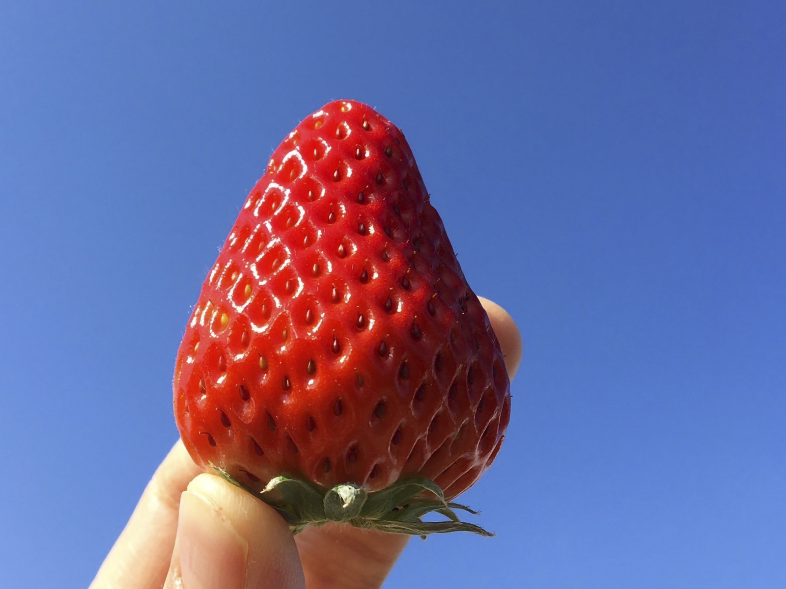 高知がだいすきです