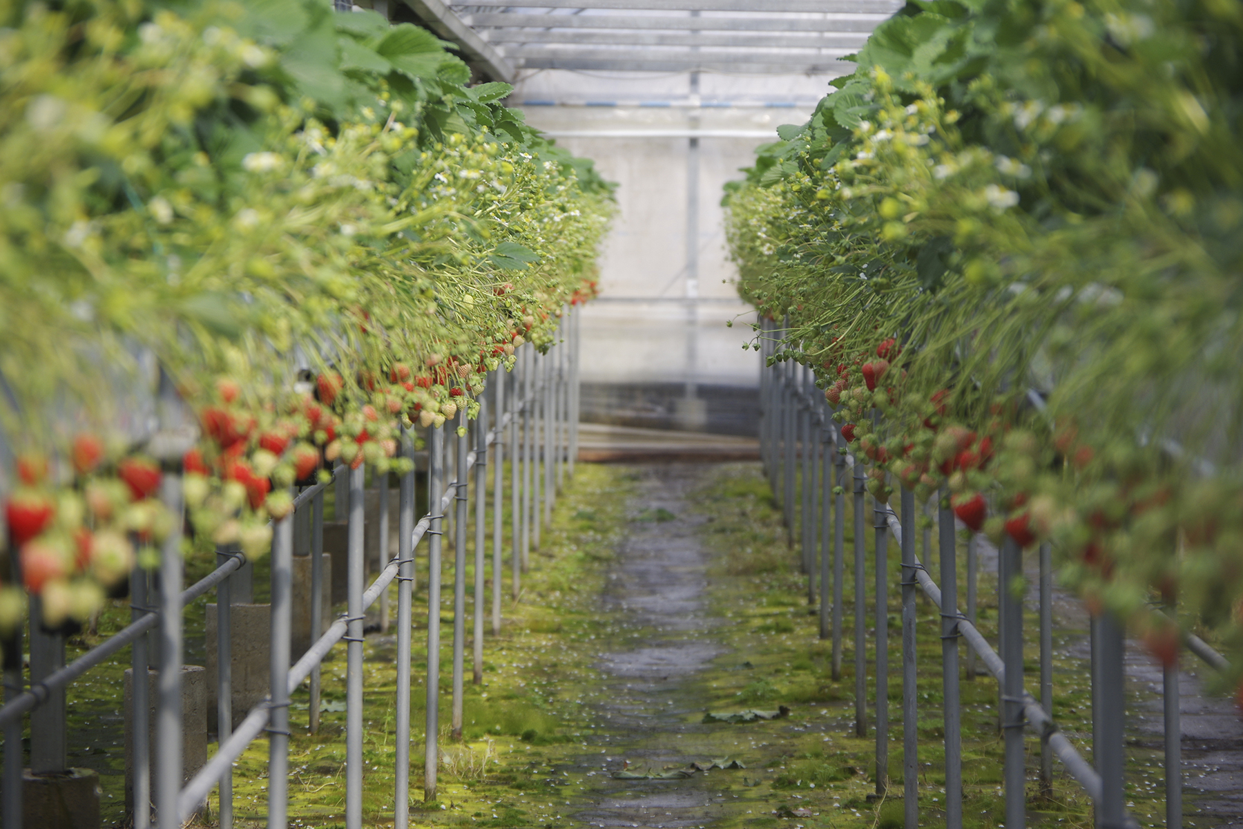 耕農園のinstagramへ